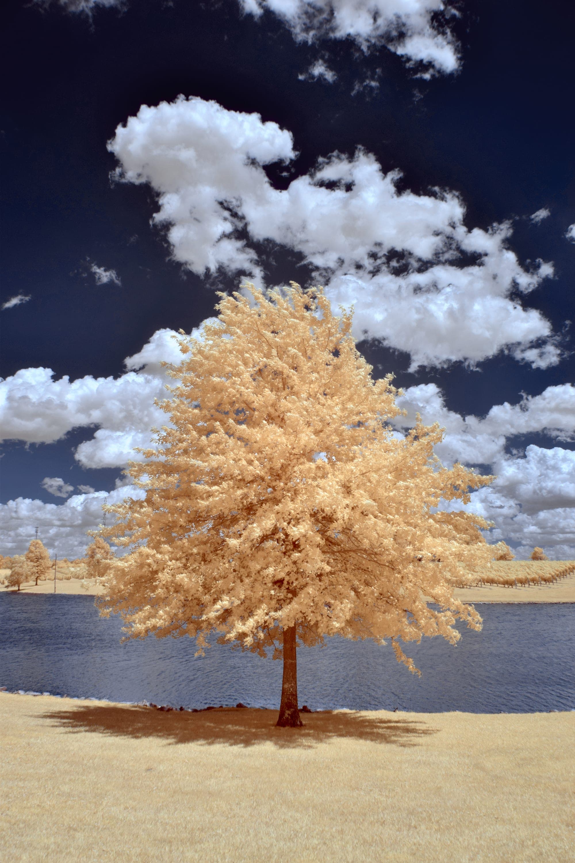 A golden-leafed tree leaning over dark lake water under a saturated blue sky