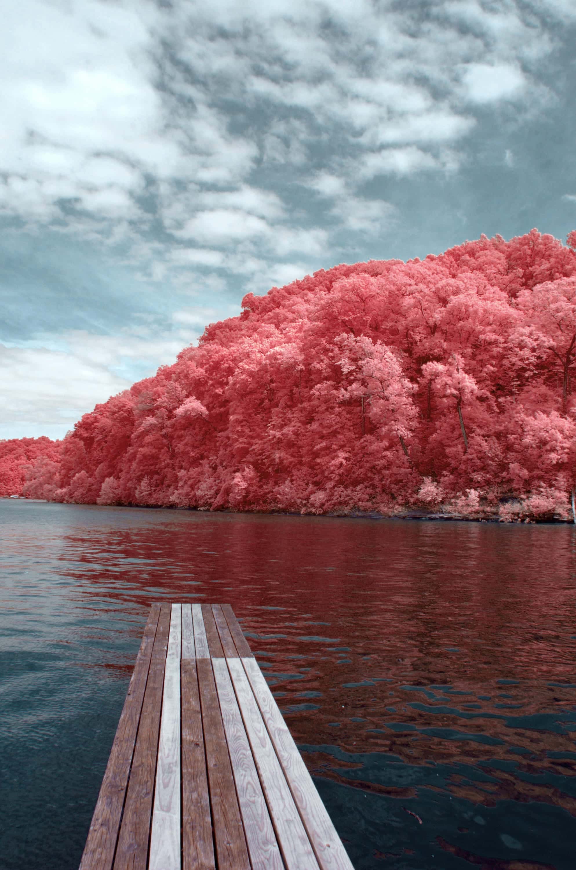 A wooden dock reaching into still water below a hillside of rose-colored trees