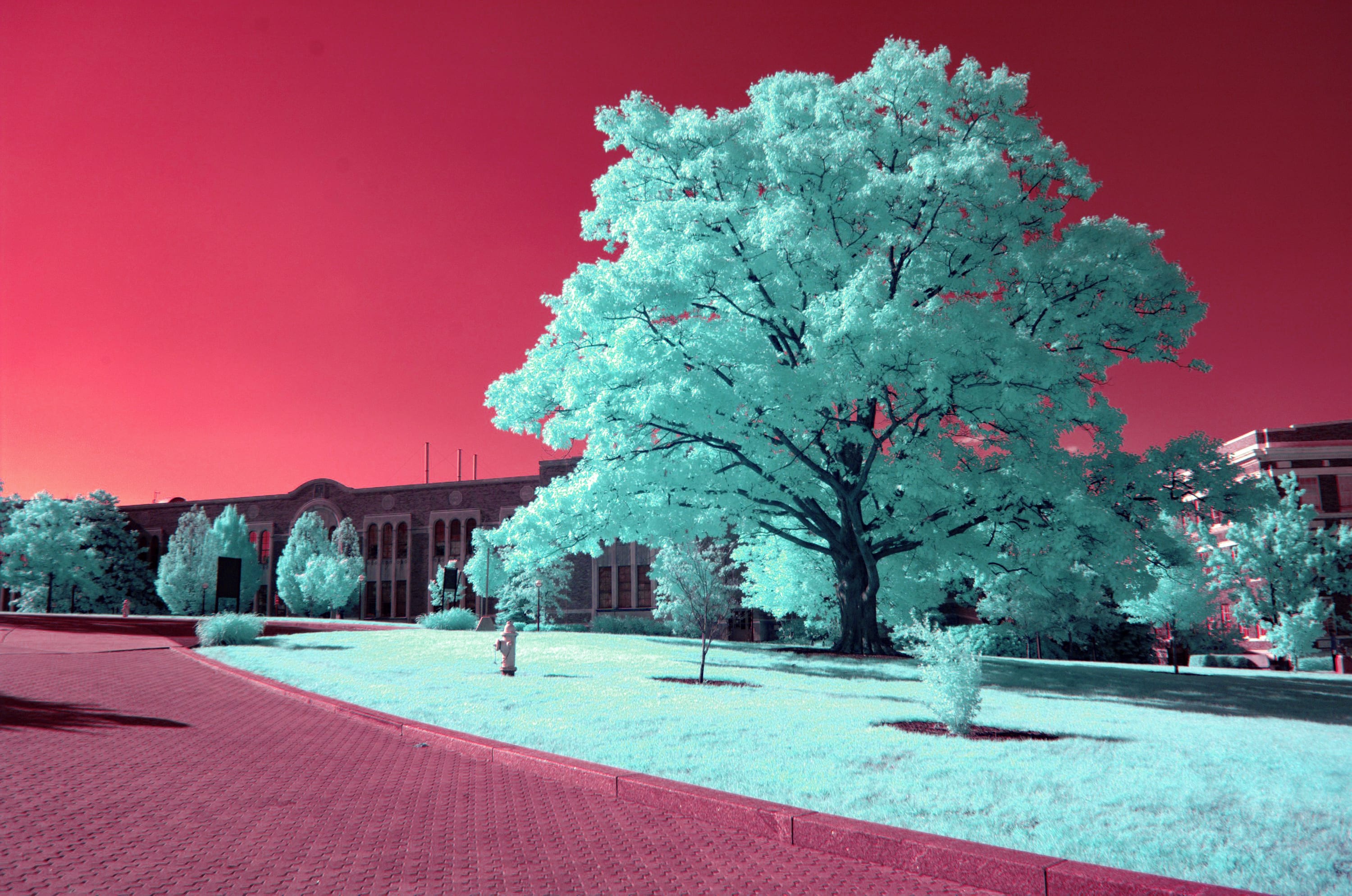 A mint-cyan tree standing on crimson grass in front of a low brick building