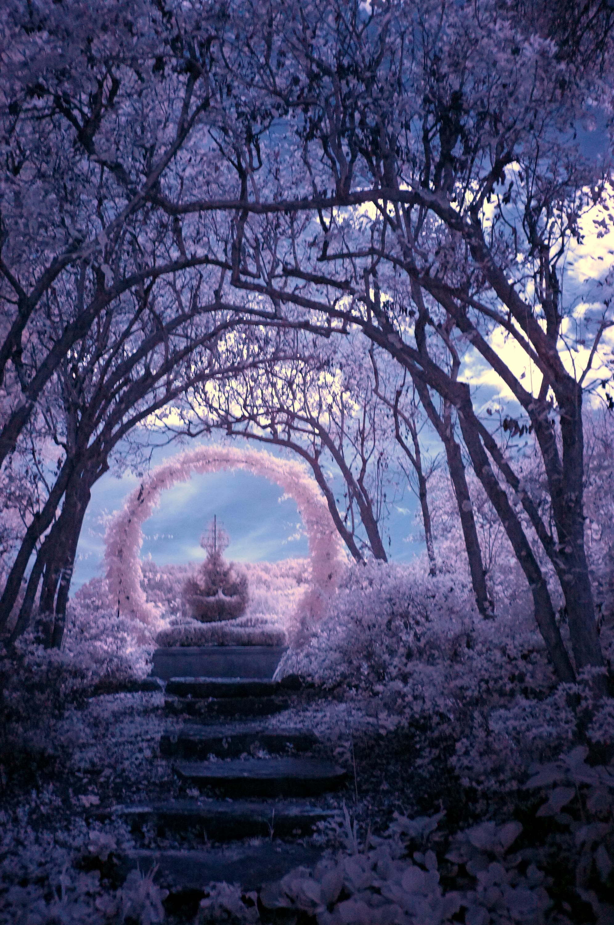 A garden path passing under an arch of white-leafed trees toward a small fountain