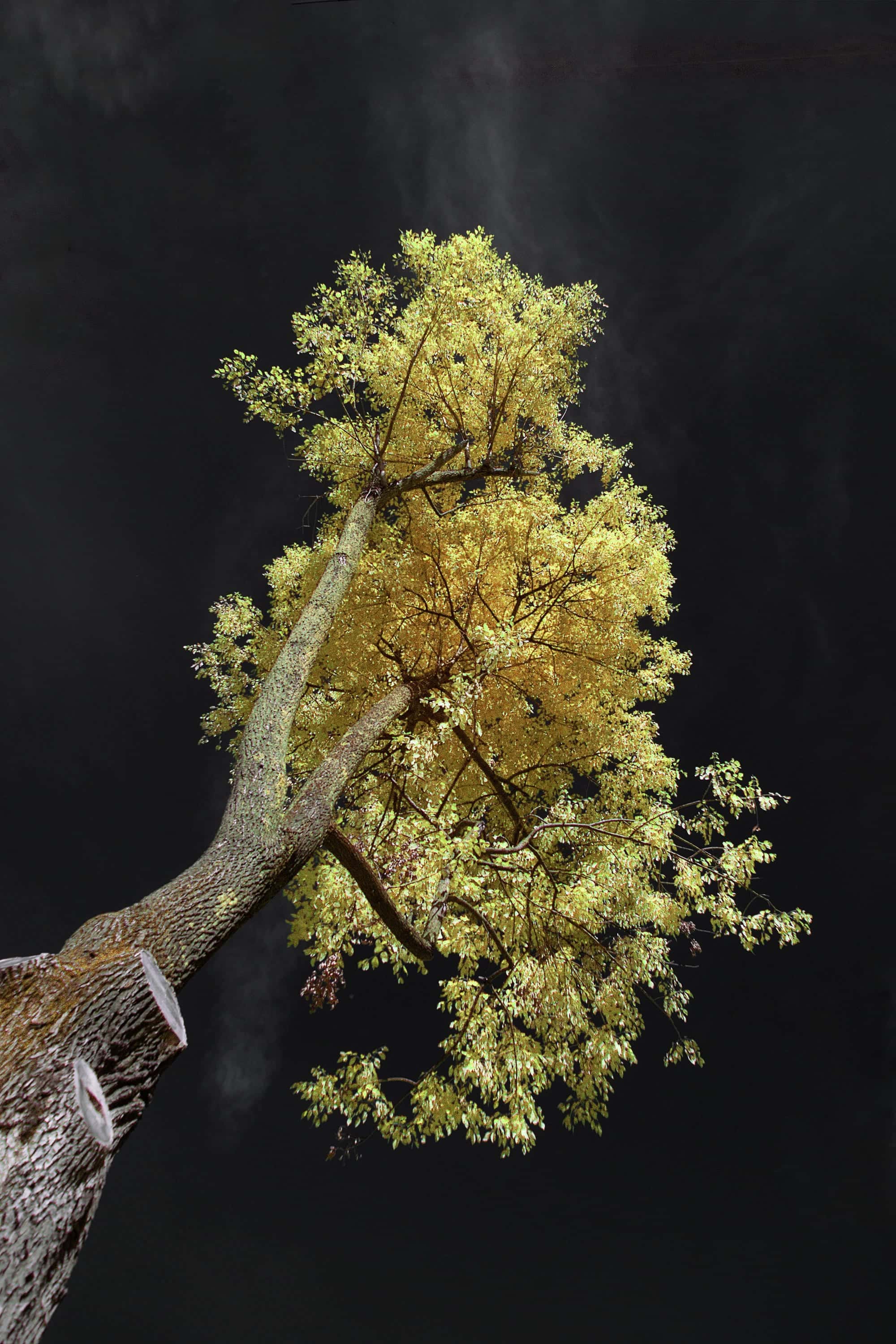 A yellow-gold ginkgo crown reaching out of near-black woods