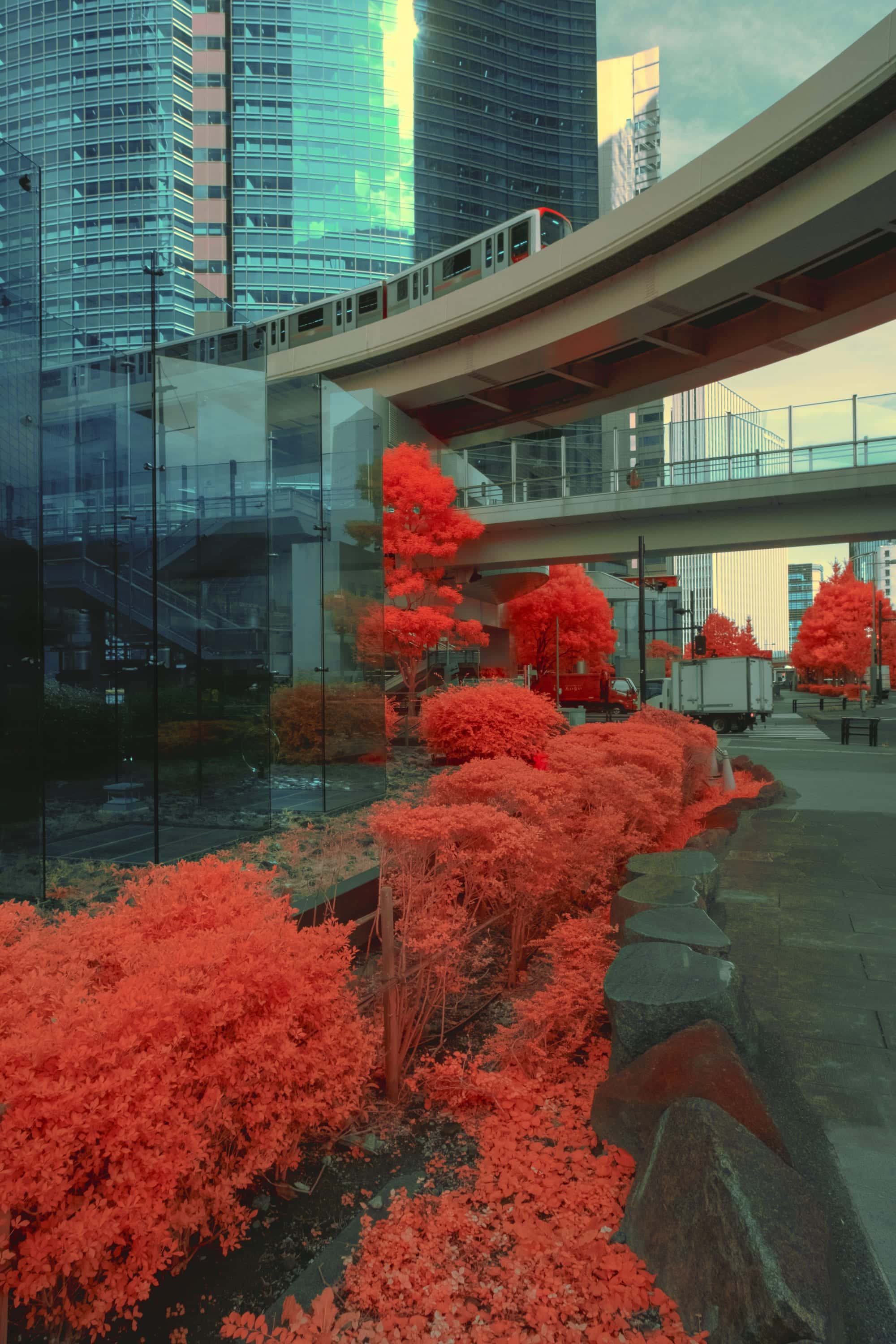 An elevated expressway curving between glass towers, crimson maples burning beneath the ramp