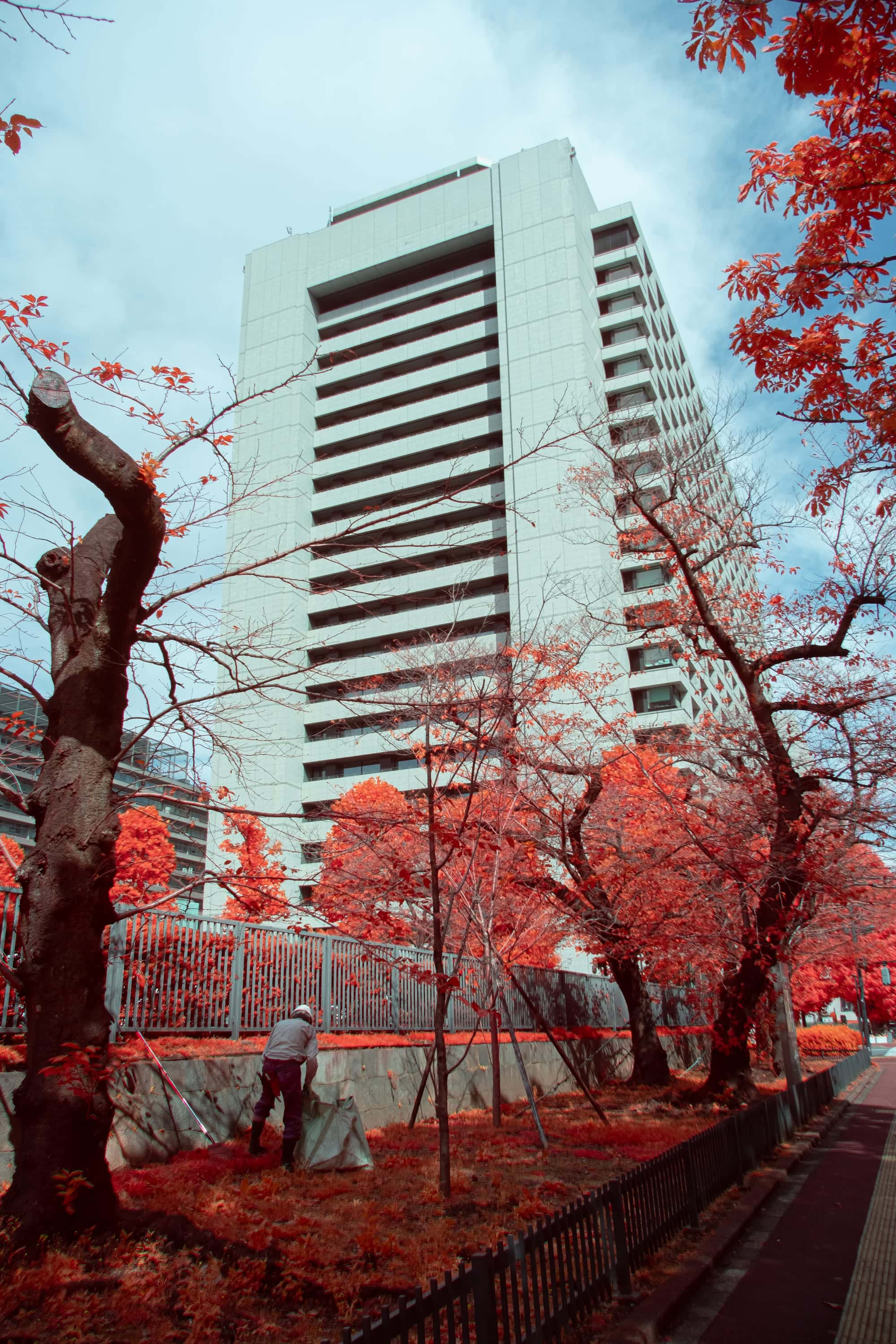 A bare tree and crimson foliage beneath a white residential tower