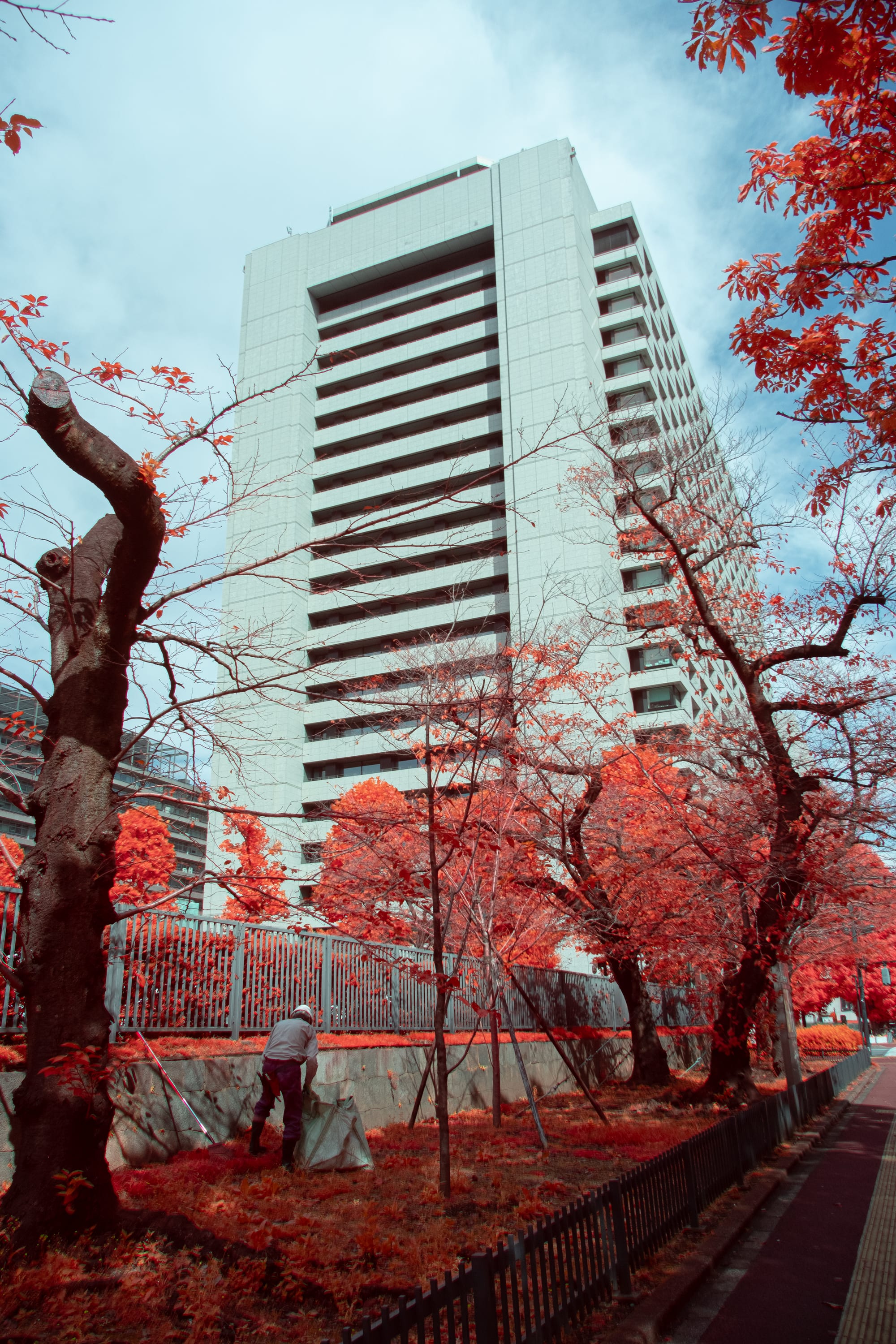 A bare tree and crimson foliage beneath a white residential tower