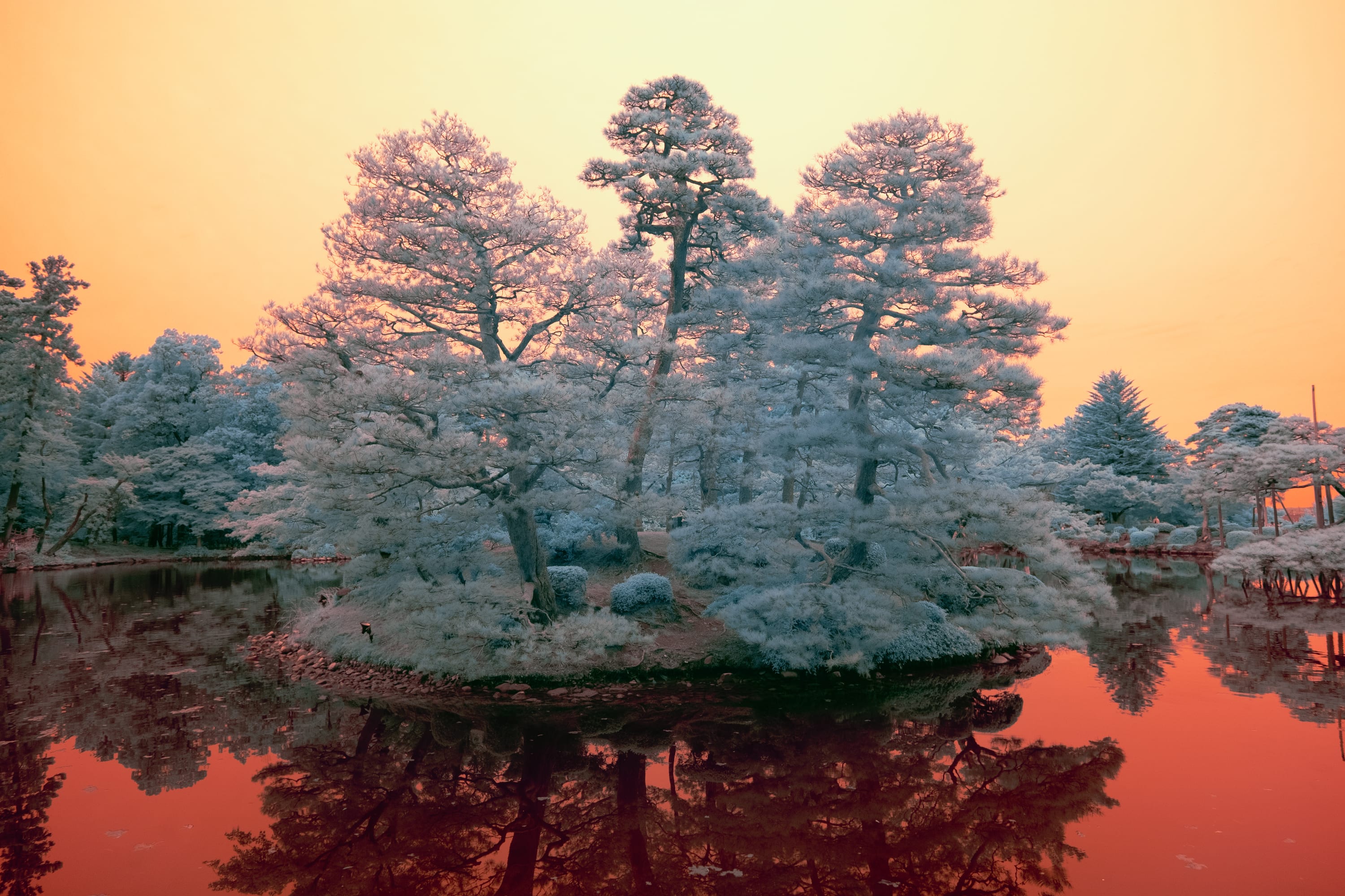 Pines on a small island in the pond at Kenrokuen, one of Japan's great strolling gardens, in Kanazawa, mirrored in still water under an orange sky, photographed in near-infrared light. The pines are pruned and propped over the water, and their needles return this light strongly while the pond absorbs it, which is why the trees stand so far above their own reflection.