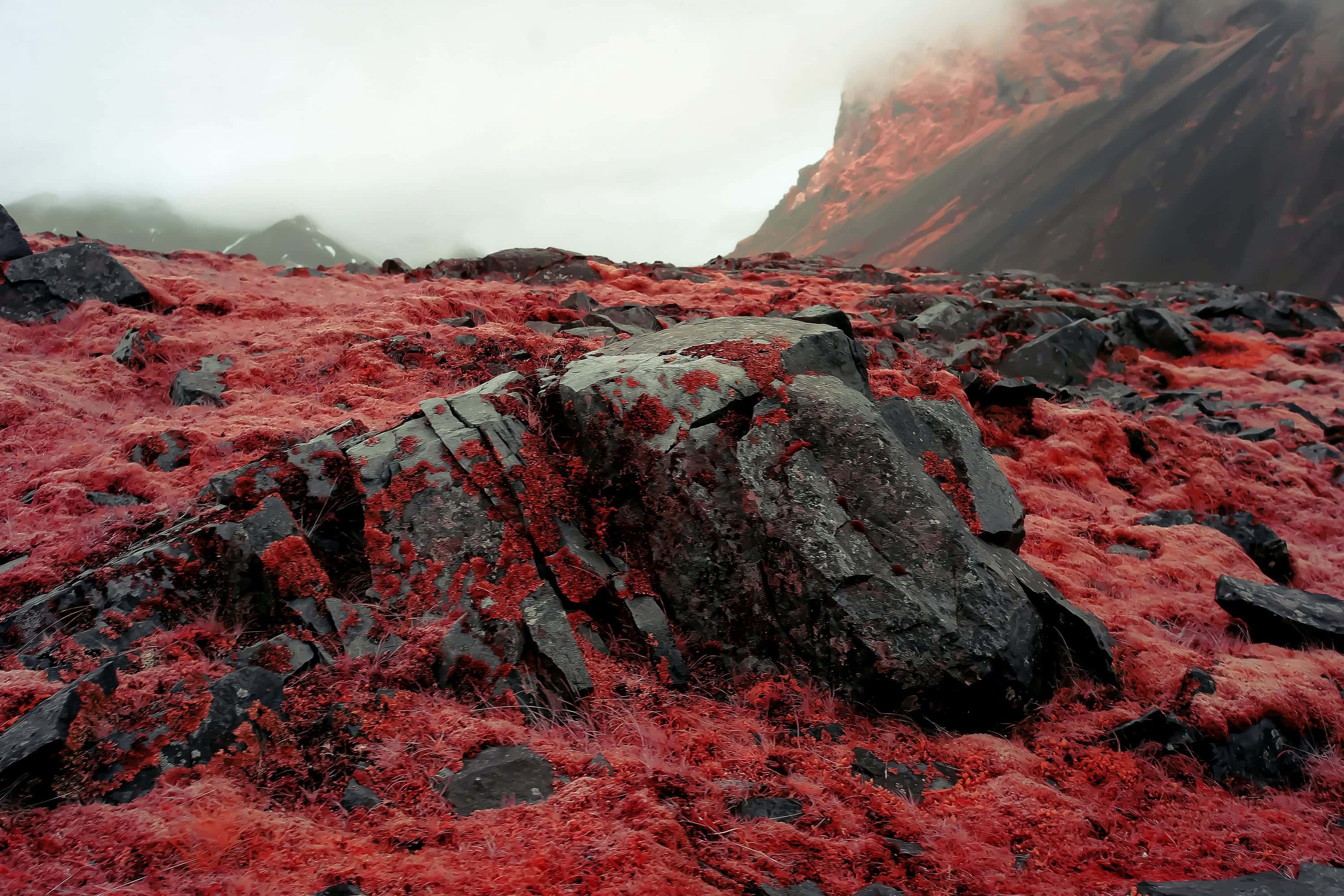 Red moss over scattered basalt boulders, a fog-veiled mountain wall rising behind