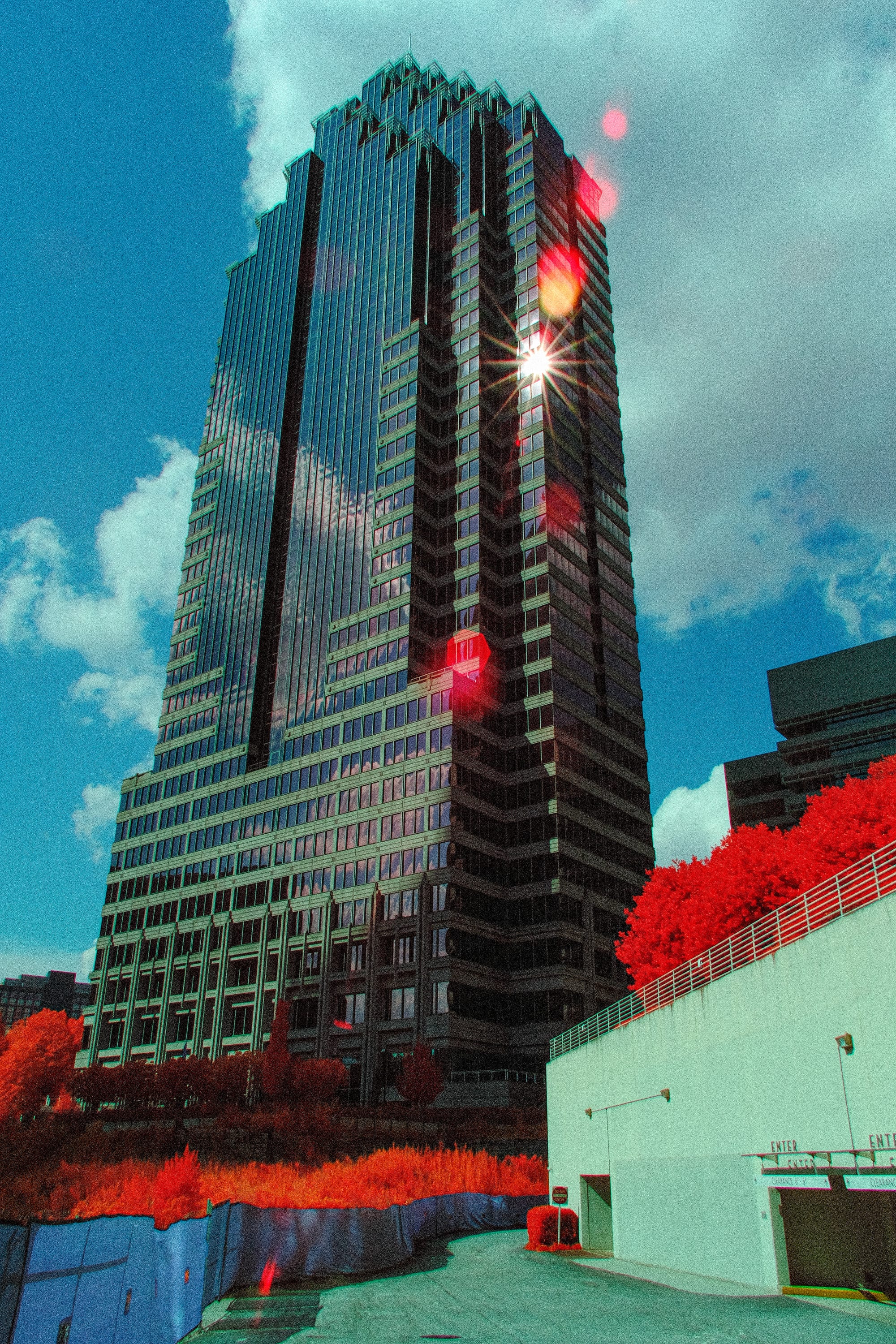 Sunlight flaring off the corner of a dark high-rise, crimson tree canopy massed at its base