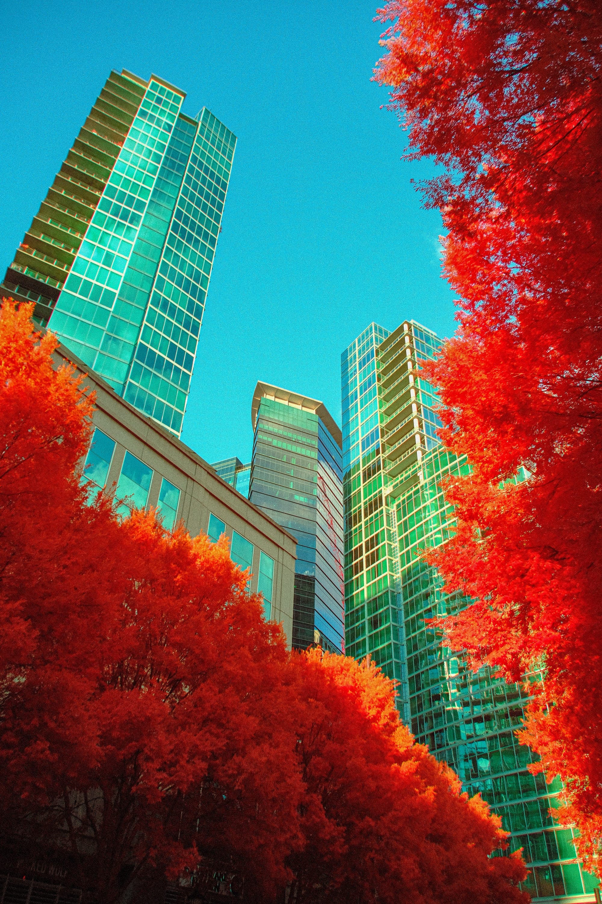 Mirrored towers of teal glass rising from a floor of crimson street trees
