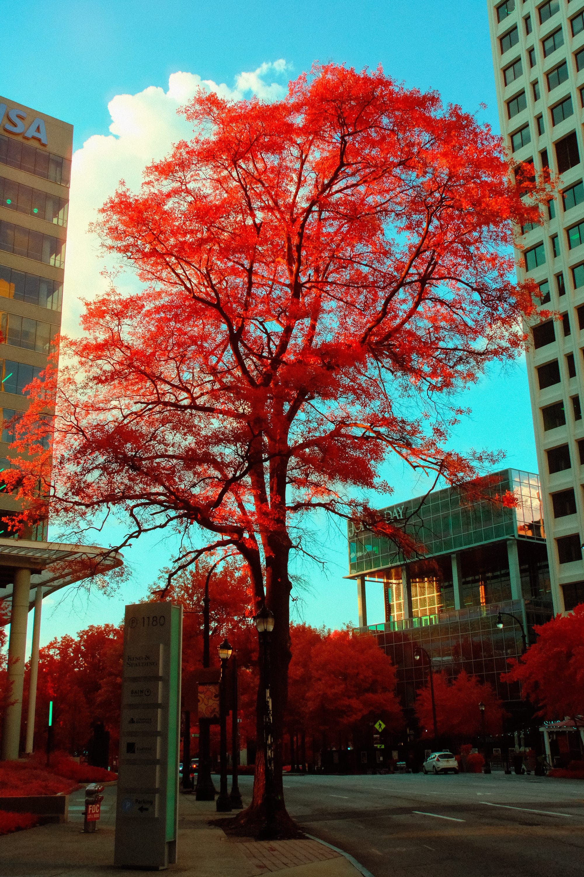 A single crimson tree standing its ground in a paved corridor between towers