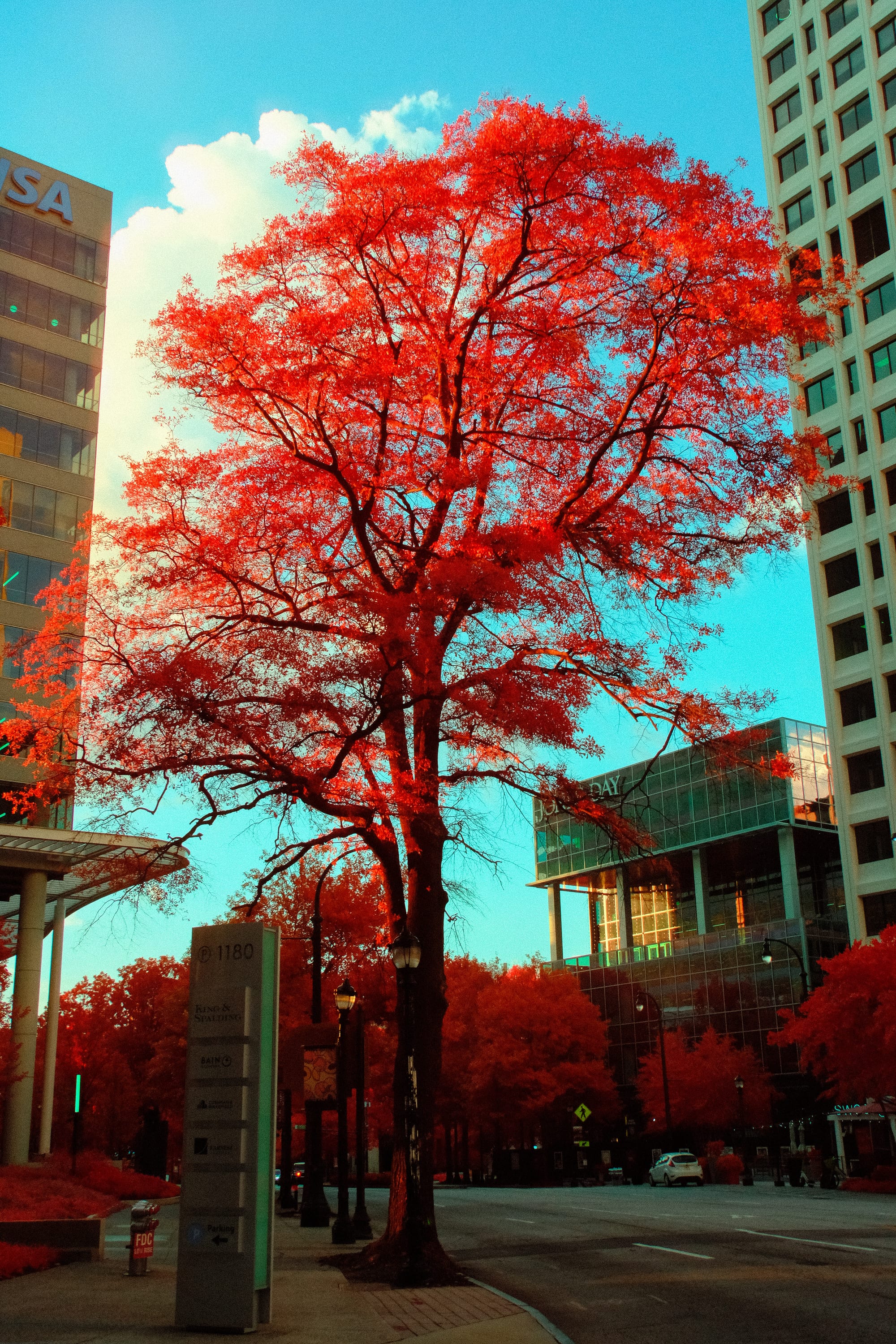 A single crimson tree standing its ground in a paved corridor between towers