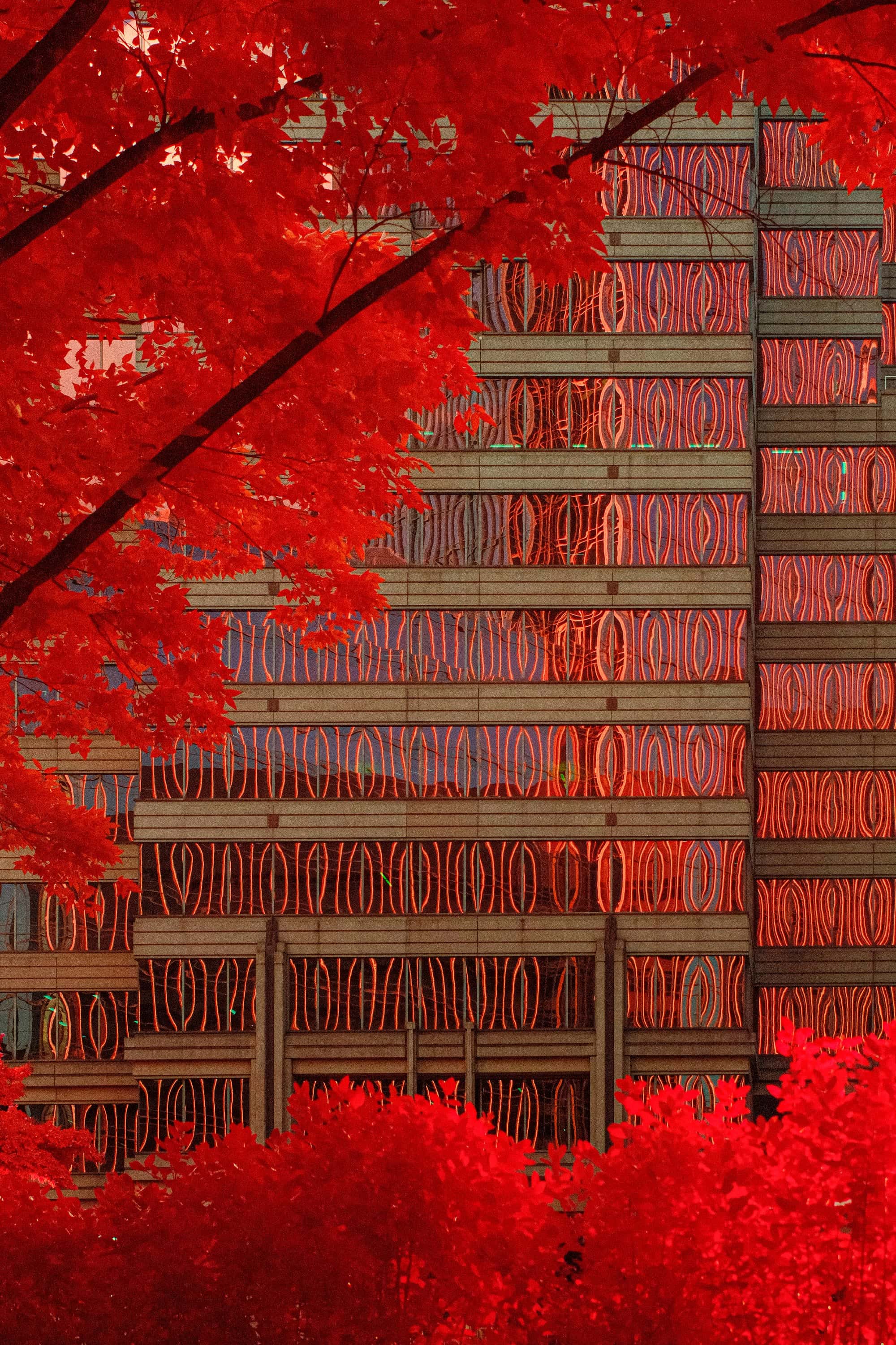 Crimson leaves overhanging a high-rise facade patterned like woven metal