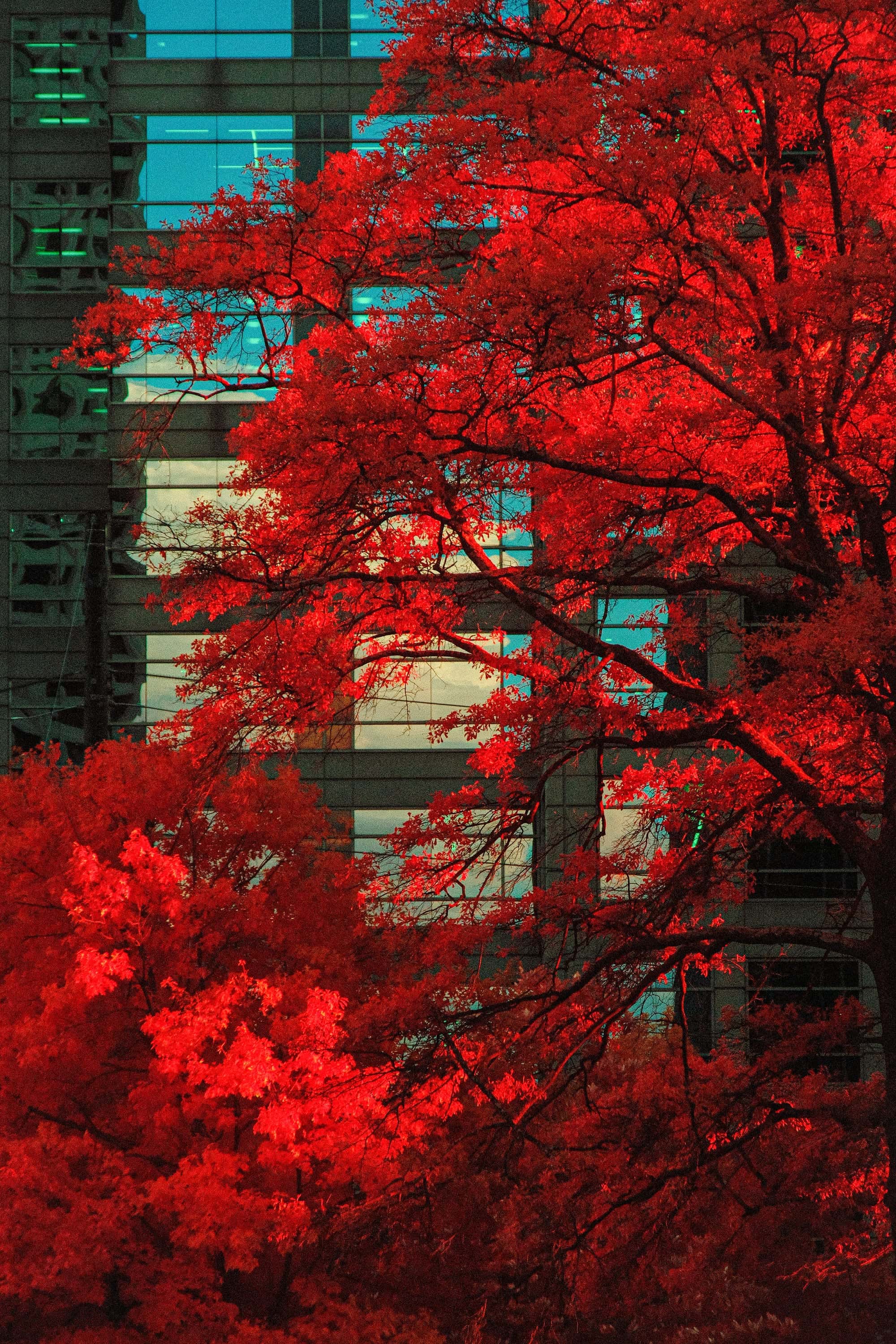 Crimson oak leaves framing a mirrored residential tower against deep blue sky